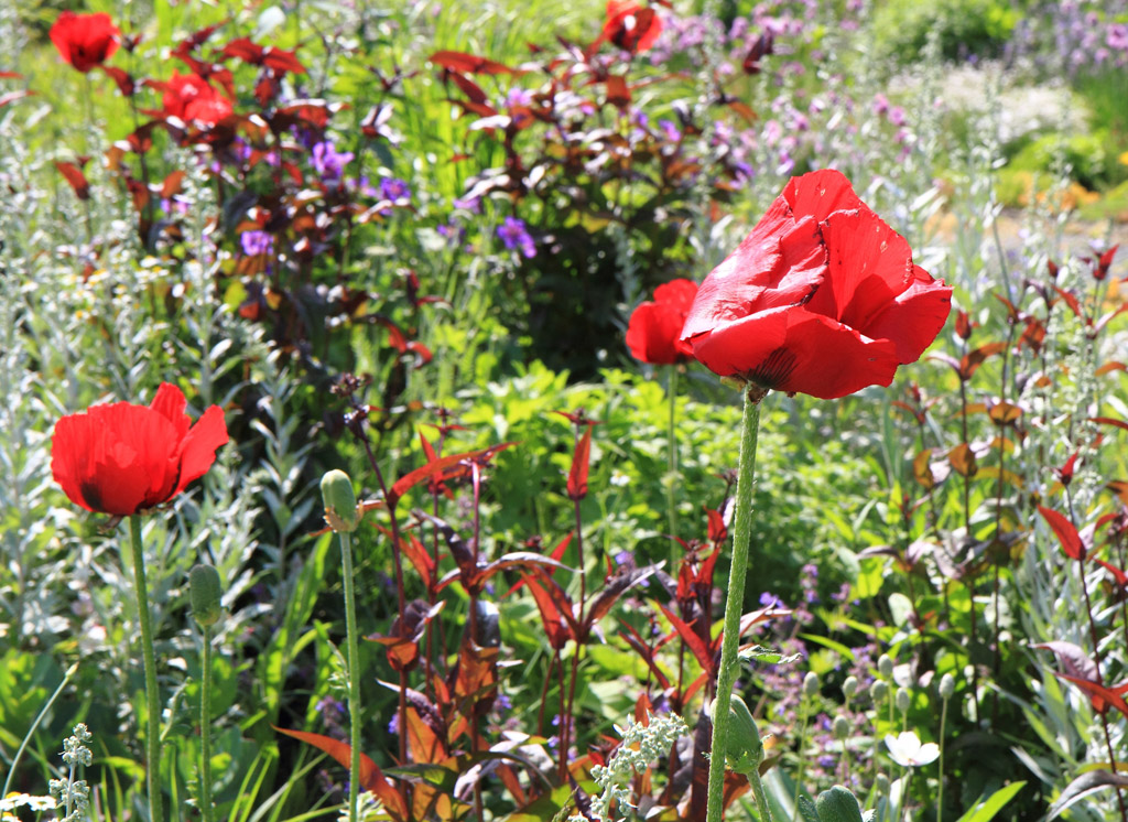 Eenjarige bloemen