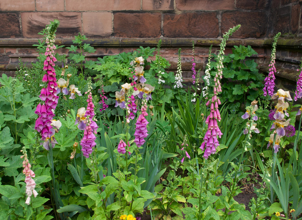 Tweejarige bloemen