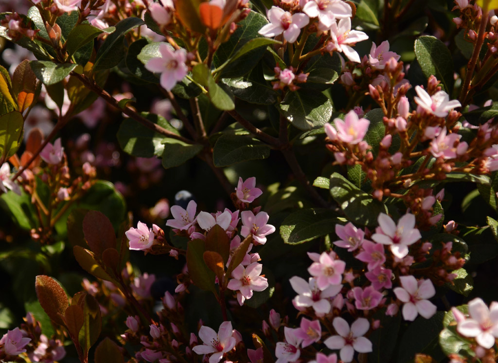 Inheemse bloemen