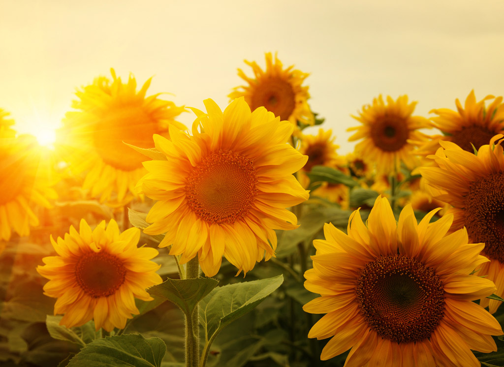 Zonnebloem zaden